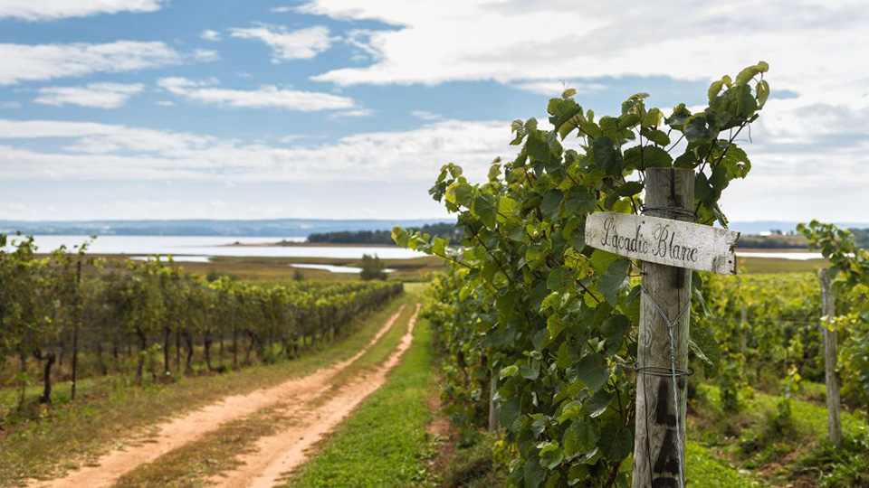 l'acadie blanc
