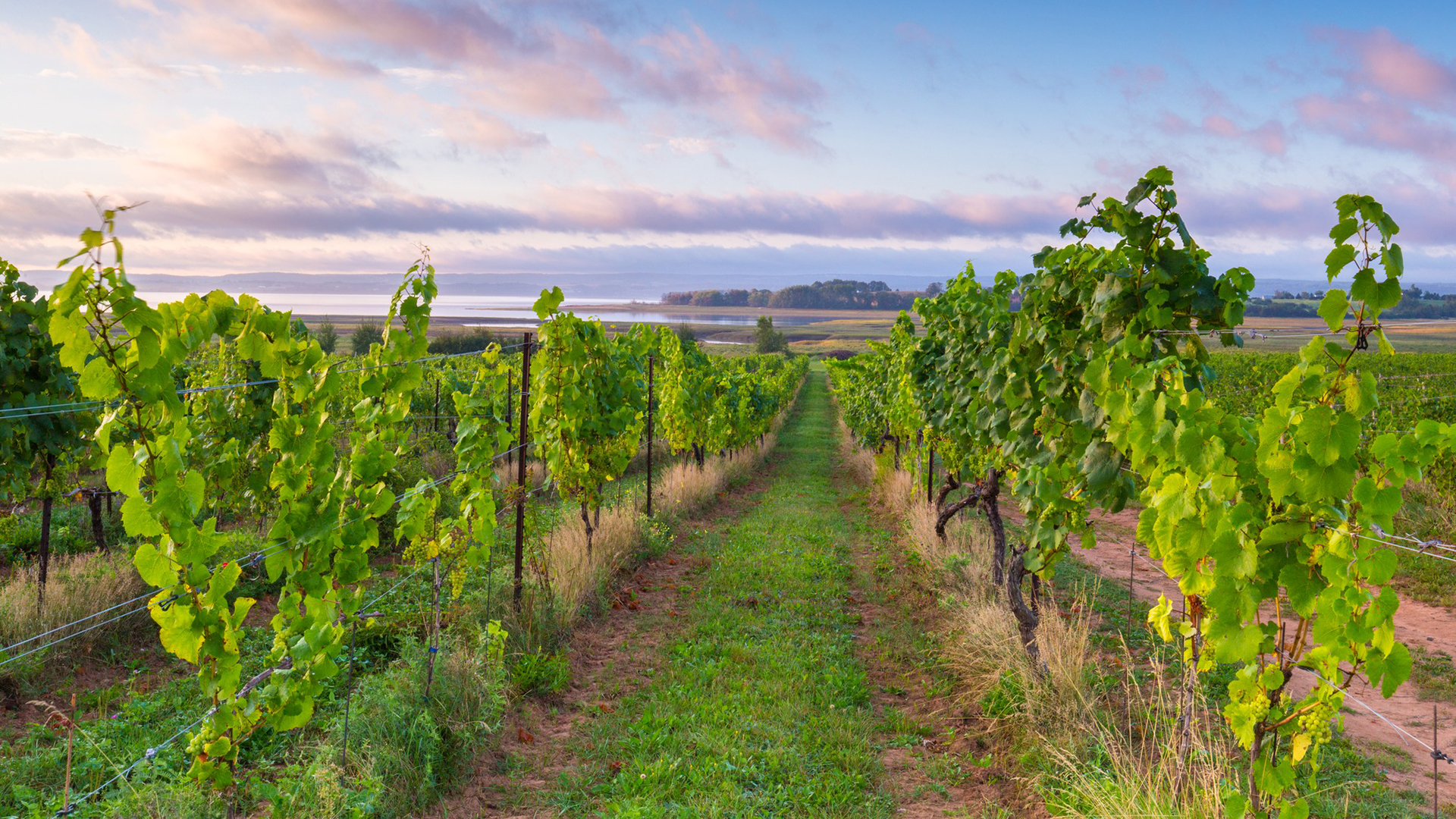 Nova Scotia Wine Vineyard water